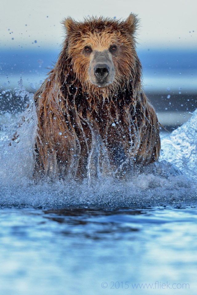 hallo bay looking at you (again)