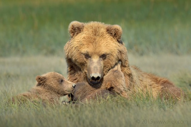 hallo bay bear family