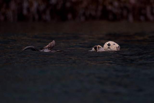 sea otter