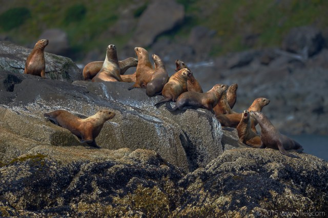 much-ado-about-nothing