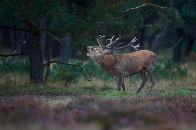 Red deer (Cervus elaphus)