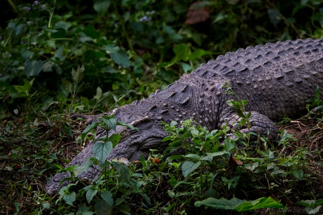 croc-Nikon 600mm f4 FL TC14 850mm