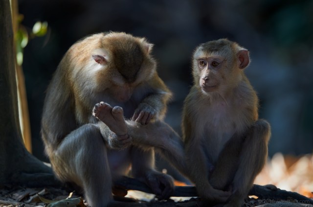 Khao Yai Macaque Nikon 600mm FL f4