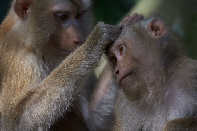 Khao Yai Macaques Nikon 200-500mm f5.6