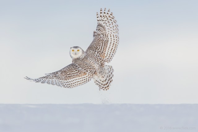 Snow Owl1-part1