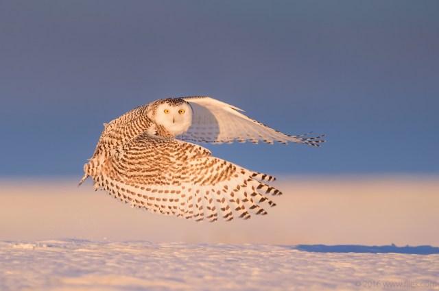 Snow Owl4-part1
