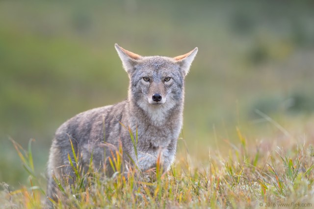 Canada Rockies Coyote