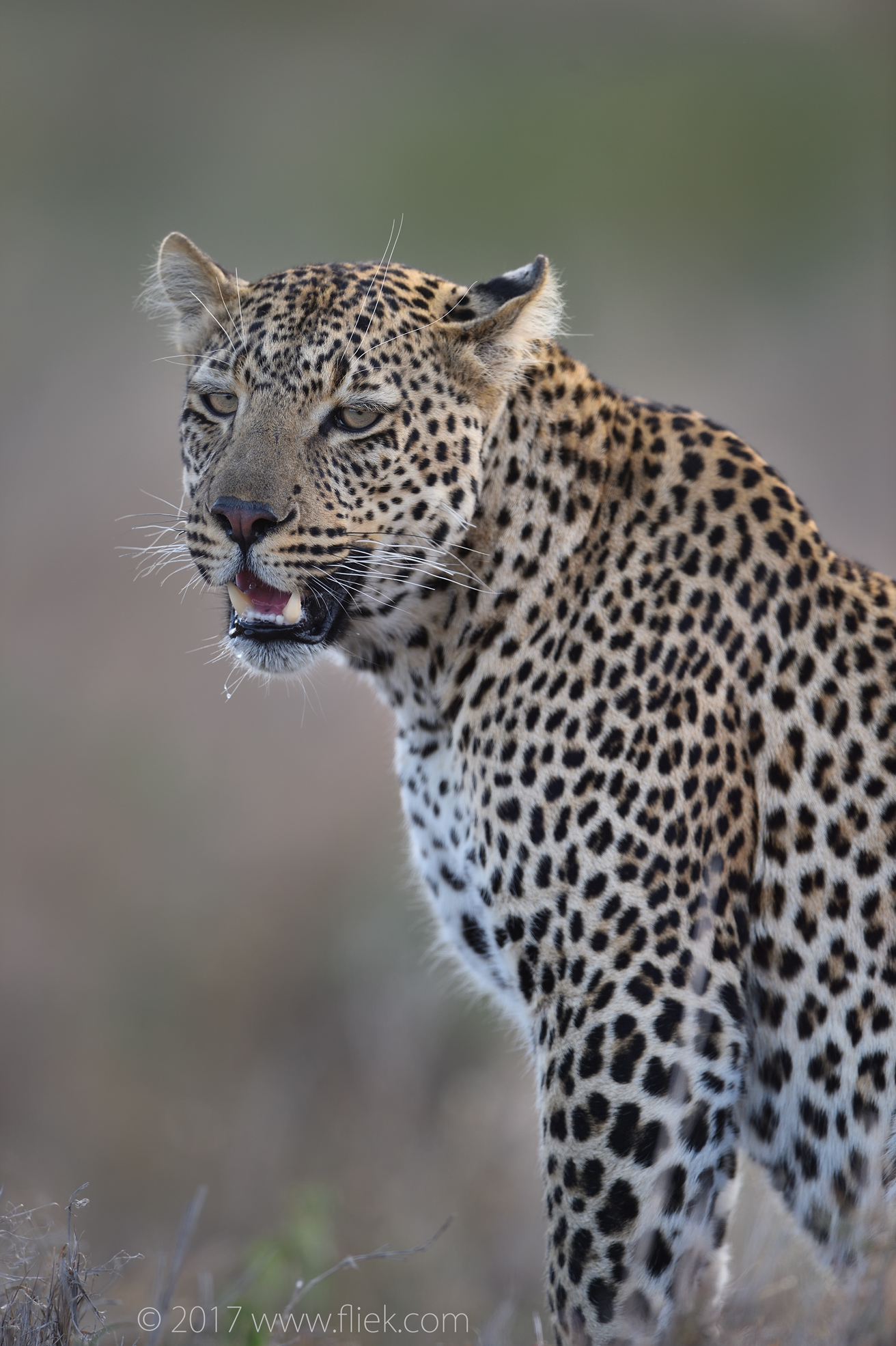 serengeti-leopard-portrait