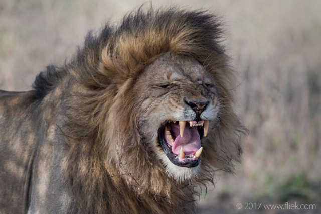 serengeti-male-lion