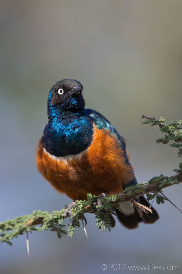 serengeti-superb-starling