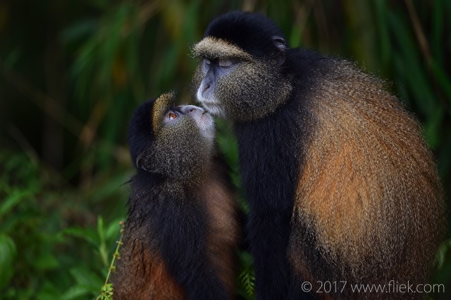 d4s-golden-monkey-begging