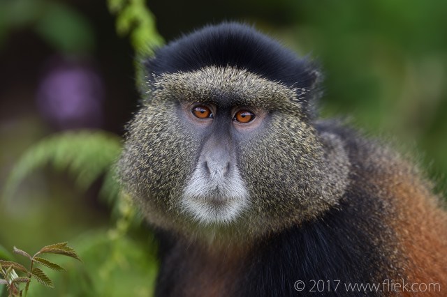d4s-golden-monkey-portrait1