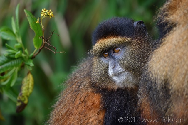 d500-cute-golden-monkey