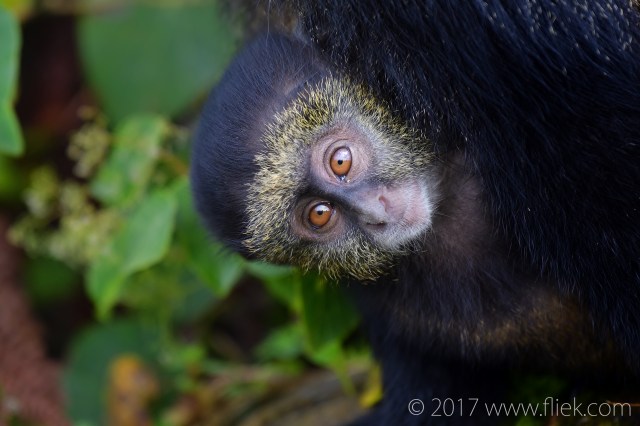 d500-golden-monkey-baby