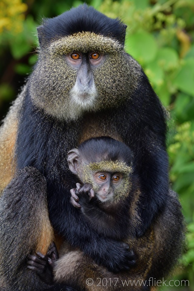 d500-golden-monkey-mum-and-baby