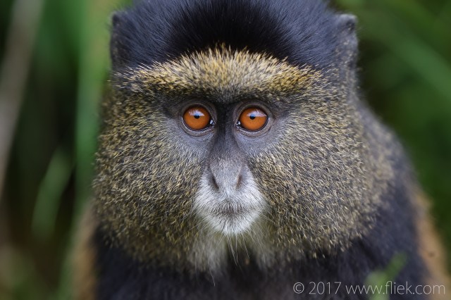 d500-golden-monkey-portrait1