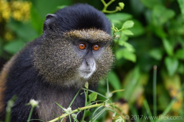 d500-golden-monkey-portrait2